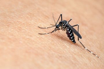 Misure di prevenzione, sorveglianza e risposta alla circolazione del virus  West Nile, trasmesso dalla zanzara Culex