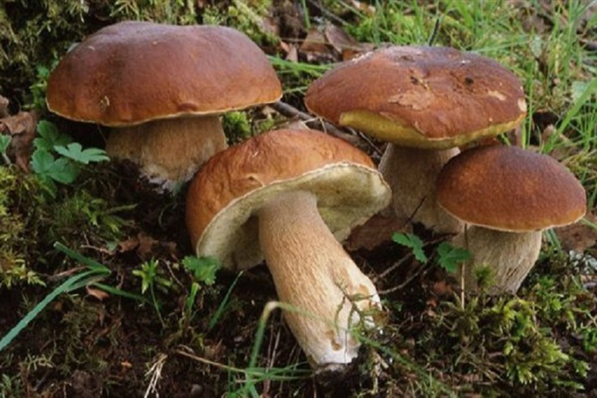 Commestibilità funghi