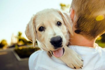 Campagna contro l’abbandono degli animali